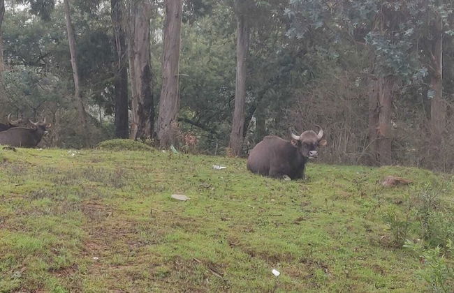 Bon Sejour Ooty Hill View Resort & Hotel - Foto 23