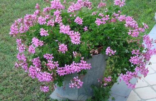 il Fienile di Penelope - Foto 19