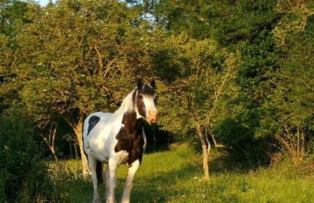 Moonfleat - Photo 26