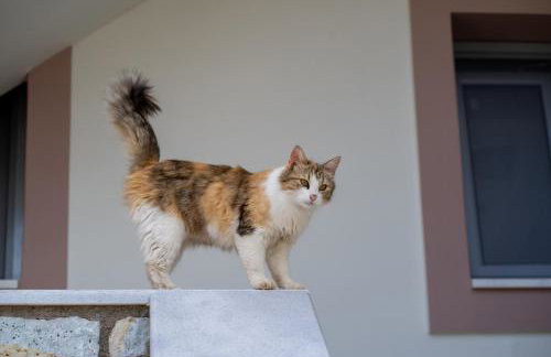 Ocean View Villa - Foto 54