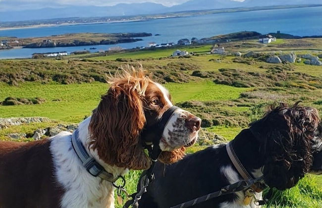 Lligwy House - Charming 3-bed House in Holyhead - Photo 17