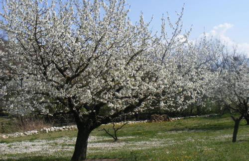 Lou Souleu - Foto 28