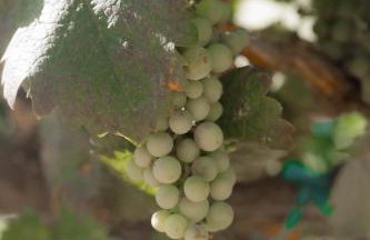 Sunstone Villa - Foto 64