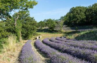 Stone House In Lavender Fields Near Grignan - Foto 17