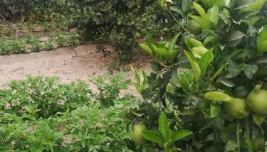 CASA CUEVA y CASITA RURAL EL PERUCHO - Foto 5, Garden