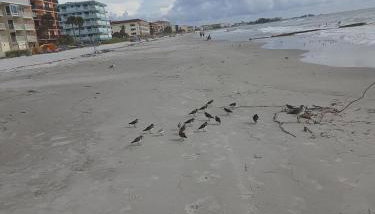 Madeira Bonita - Foto 3