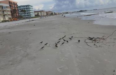 Madeira Bonita - Photo 3