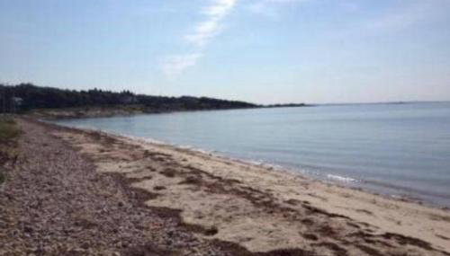 The Dragonfly - Planting Island - Foto 4