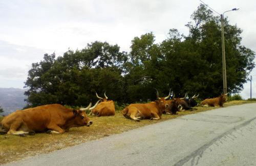 Casa do Chico - Foto 54