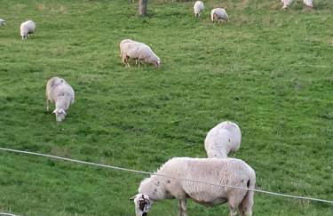 Ferienwohnung Niederrhein - Foto 34