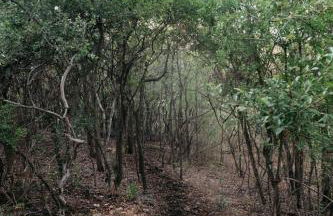 Creed's Cottage at Four Oaks - Photo 16