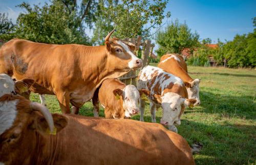 Ferienwohnung Kapellenhof - Foto 10