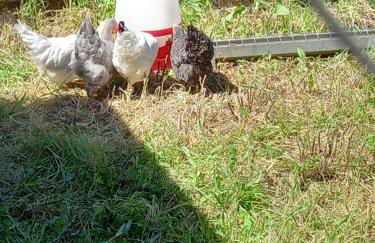 Villa Tranquilla apartment - Foto 61