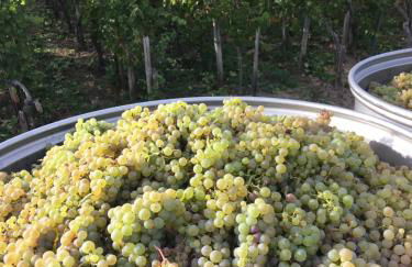 Claes Weinquartier - Appartements & Wein by Niko Schmitt - Foto 19