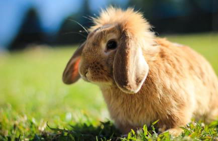 Residence Speckerhof - Foto 42