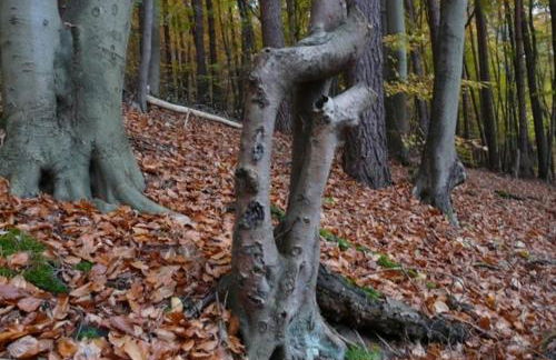 Ferienhaus nahe Stechlinsee - Foto 9