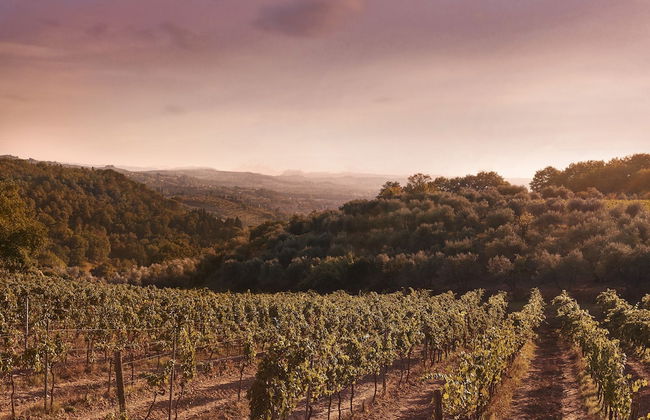 Tenuta San Vito - Foto 24