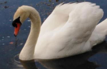 Ferienwohnung mit kleinem Garten - Foto 77