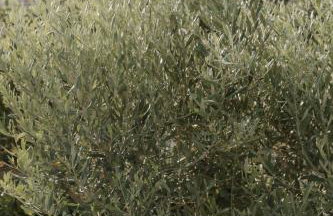 Ollenia's Harmony Luxury Apartments - Foto 49