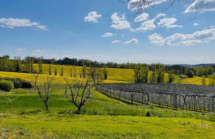 La Truffe Rose - Foto 8