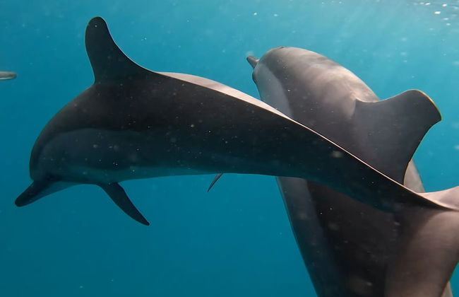 Appartement De Charme, West Island, Rivière Noire - Photo 24