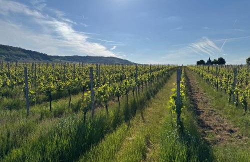 Gästehaus Lydia - Foto 49