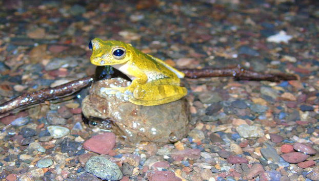 Saludando a las ranas de la finca Río Agujitas