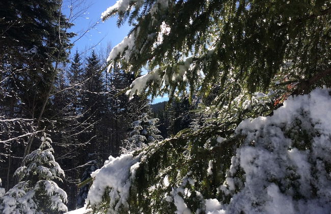 Four Leaf Clover Apartments to Rent - Foto 27