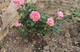 Chrysa's cottage house - Foto 36