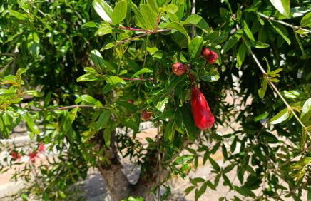 Finca La Senorita - Foto 54