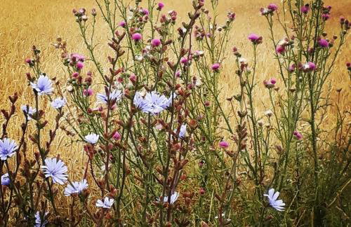 Agroturystyka Szafarnia 19 - Foto 19