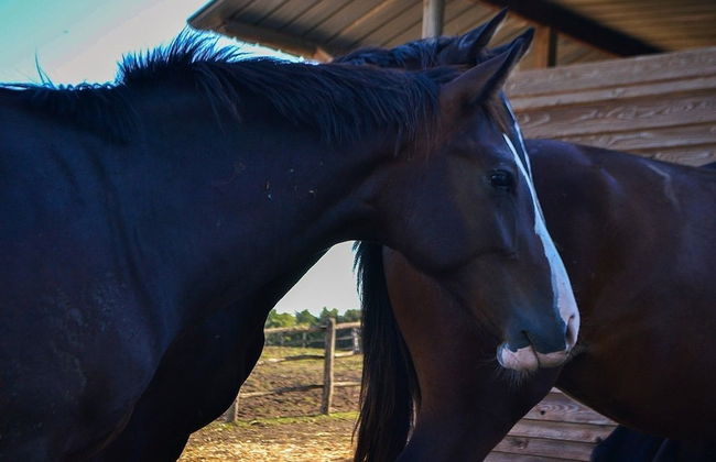 Ars Naturae Biologic Farm - Foto 44