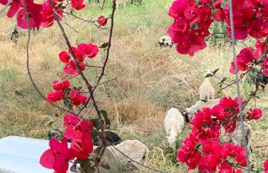 Farmers House - Foto 76