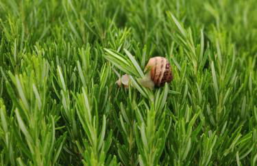 Green Farm-small paradise! - Foto 28