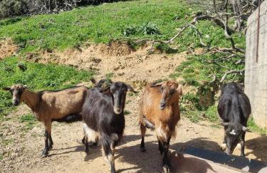 Mesavlia Traditional Stone House - Photo 43