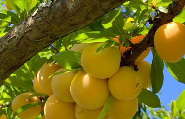 Quinta dos Girassóis FZ - Foto 29