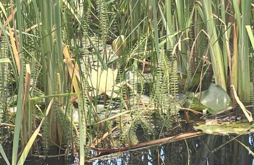 Haus Gruna - Photo 38