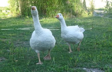 le Mas de la Jardine - Foto 80