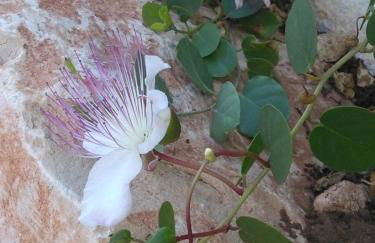 CASADORATA buen retiro vista mare - Foto 32