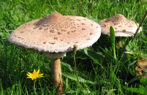 Casa da Bica Gondesende - Photo 44