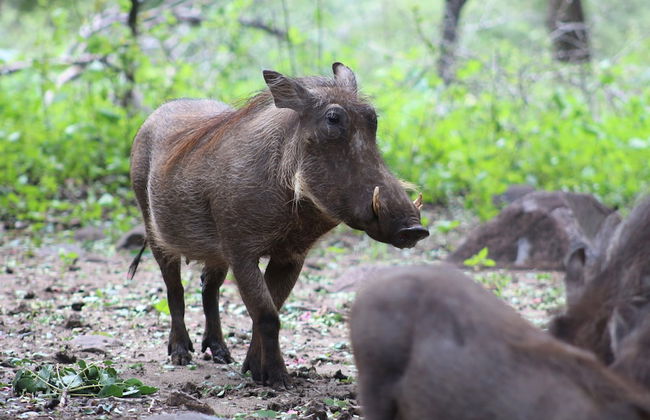 Kruger Kumba - Lahlekile Nathi - Photo 61
