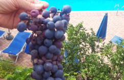 Agriturismo Tenuta Mariani - Foto 56