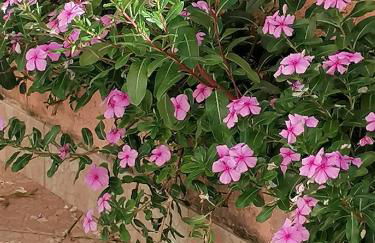 Lemon House - Foto 40