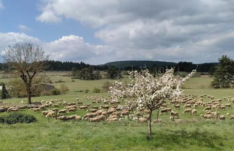 Ecogite de l'adonis - Foto 30