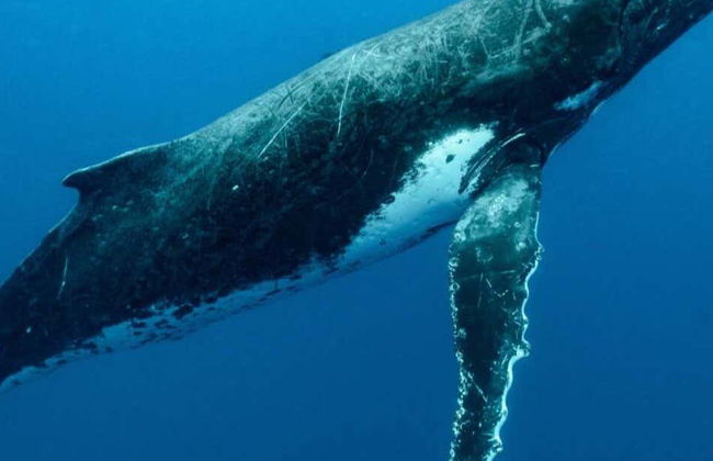 Whale Watching in Mo'orea - Foto 1