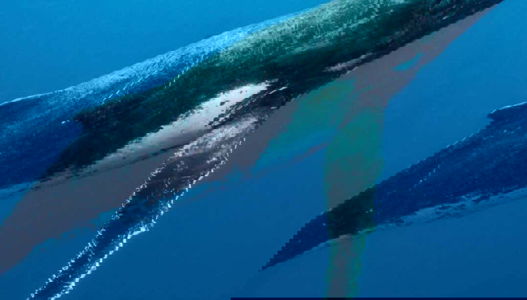 Whale Watching in Mo'orea - Foto 1