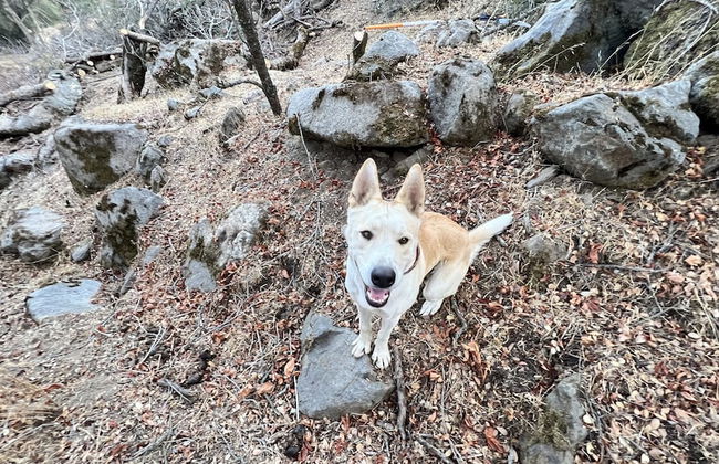 Off-grid 1-bed Cabin in Yokuts Valley - Foto 26