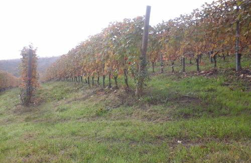 Agriturismo Il Ciabot - Foto 28