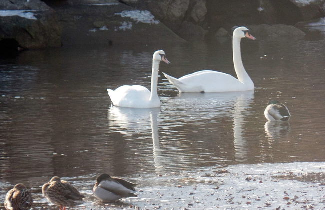 7 Person Holiday Home in Aros - Photo 8