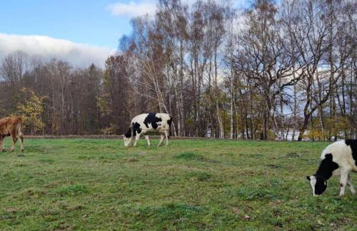 Enklawa Winiec - nowoczesny dom nad jeziorem, 6 sypialni, jacuzzi - Foto 16